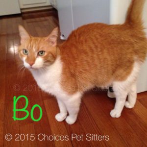 Pet Gallery - Bo