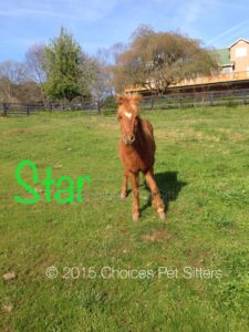 Pet Gallery - Star
