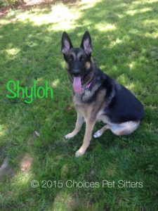 Pet Gallery - Shyloh