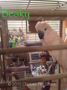 Pet Gallery - Beaky