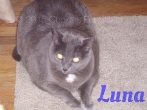 Pet Gallery - Luna