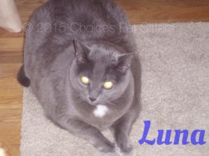 Pet Gallery - Luna