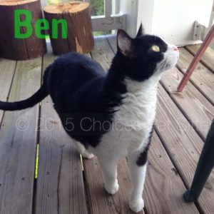 Pet Gallery - Ben