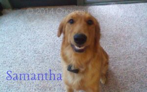 Pet Gallery - Samantha