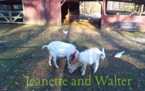 Pet Gallery - Jeanette and Walter