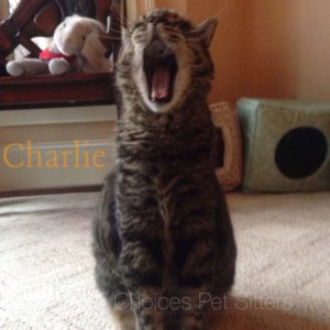 Pet Gallery - Charlie