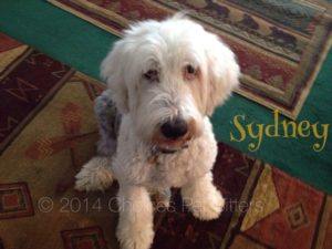 Pet Gallery - Sydney