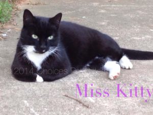 Pet Gallery - Miss Kitty
