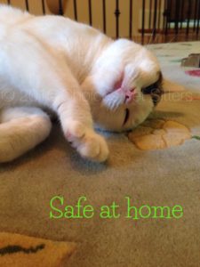 Pet Gallery - Safe at Home