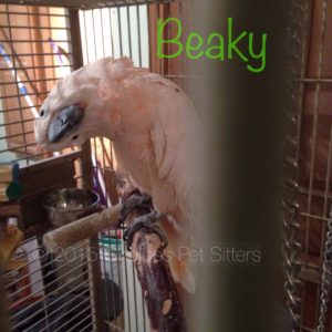 Pet Gallery - Beaky