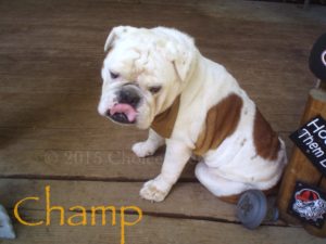 Pet Gallery - Champ