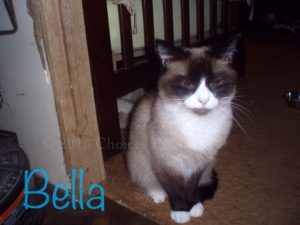Pet Gallery - Bella