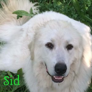 Sid