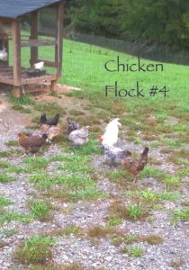 Pet Gallery - Chicken Flock