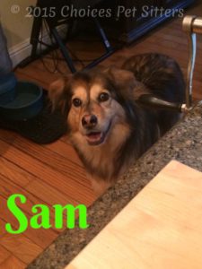 Pet Gallery - Sam