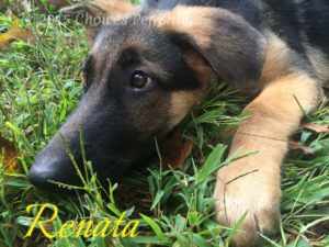 Renata - Puppy