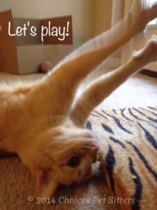 Let's play