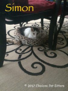 Pet Gallery - Simon (Feline)