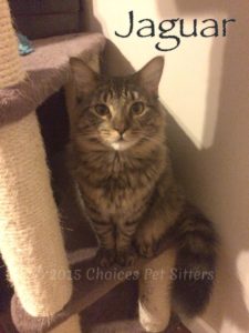 Pet Gallery - Jaguar