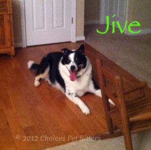 Pet Gallery - Jive