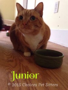 Pet Gallery - Junior