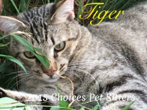 Tiger #4