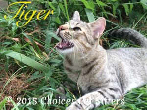 Tiger #1