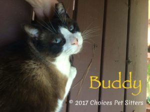 Pet Gallery - Buddy (Feline)