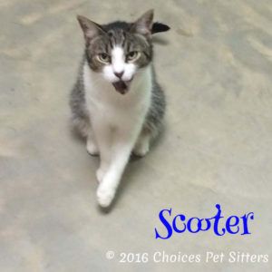 Pet Gallery - Scooter