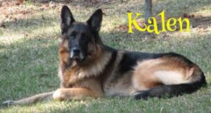 Pet Gallery - Kalen