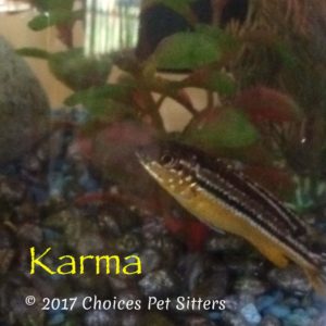 Pet Gallery - Karma