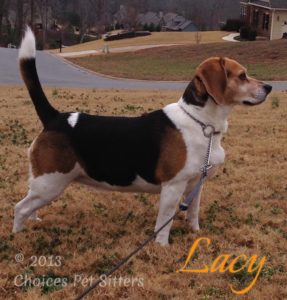Pet Gallery - Lacy