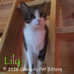Pet Gallery - Lily