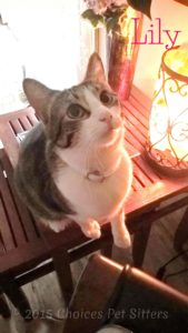 Pet Gallery - Lily