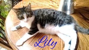 Lily - Kitty
