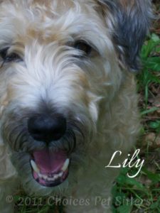 Pet Gallery - Lily