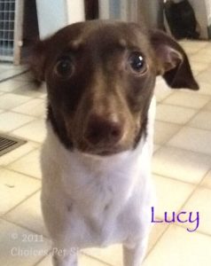 Pet Gallery - Lucy