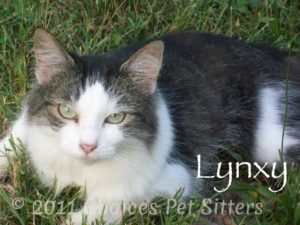 Pet Gallery - Lynxy