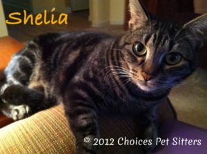 Shelia #2