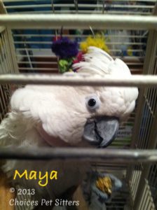 Maya #3