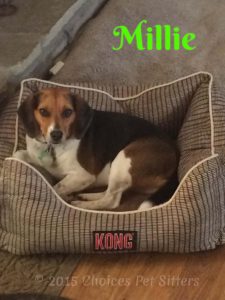Pet Gallery - Millie