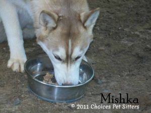 The Pet Gallery - Mishka