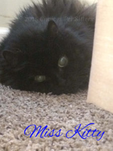 Miss Kitty