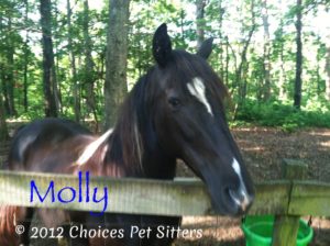 Pet Gallery - Molly