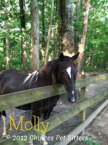 Molly #2