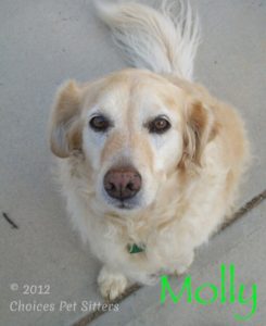 Pet Gallery - Molly