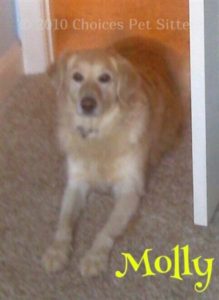 Pet Gallery - Molly