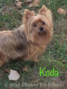 Koda