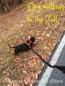 Dog Walking in the Fall