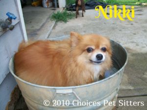 Pet Gallery - Nikki